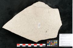 Foto (Objekt + Etikett) von Rhamnus frangula Linne (NHMW-GEO-2024-0188-15018)